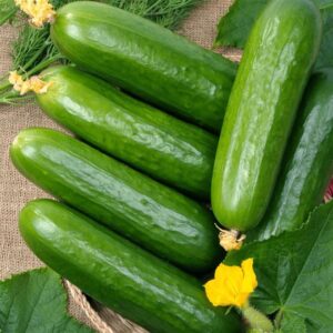 SALATALIK 1 KG