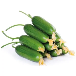 SİLOR SALATALIK 1 KG